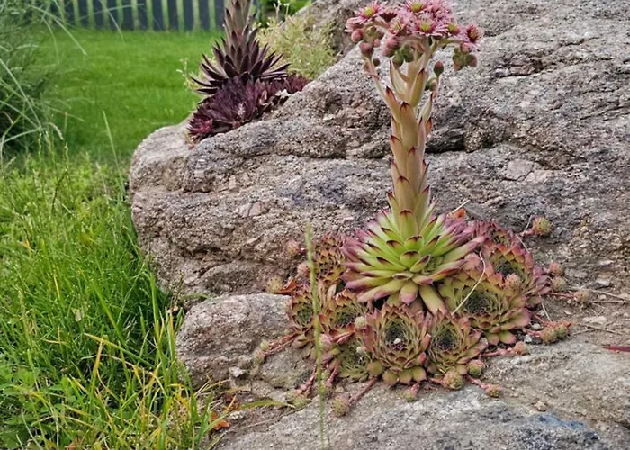 Prázdninový dům Dom W Czerwonej Dolinie Haus Im Roten Tal Seidorf Sosnowka'